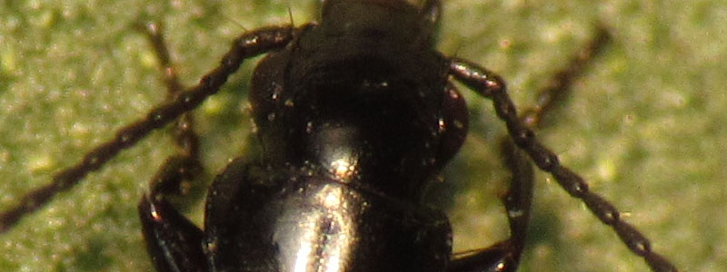 Carabidae: Syntomus truncatellus ?  No, MIcrolestes sp.